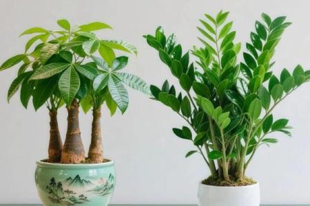 风水什么花招财又旺宅好养吉祥植物
