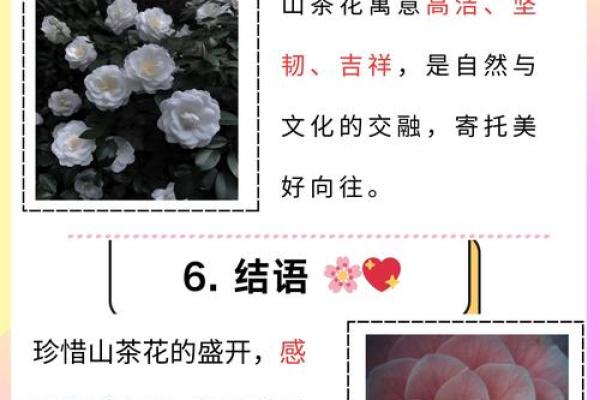 种茶花的风水
