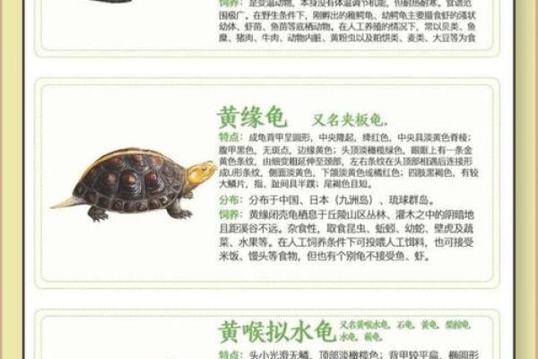 风水乌龟壳的功效与作用