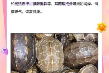 风水乌龟壳的功效与作用
