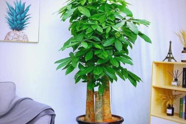 办公室摆放吉祥树好处摆放风水植物