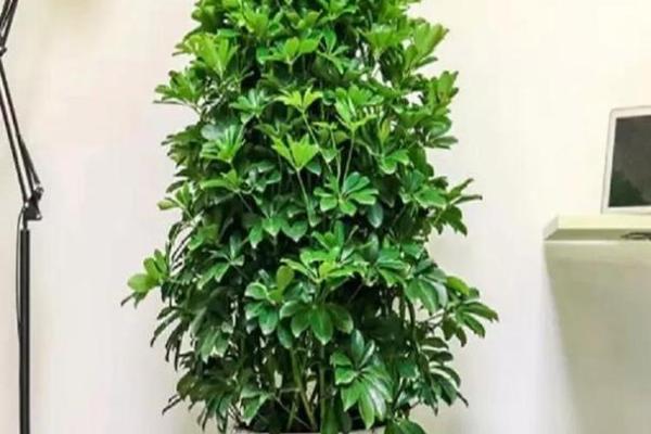 办公室摆放吉祥树好处摆放风水植物