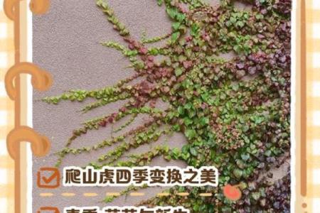 爬山虎的风水