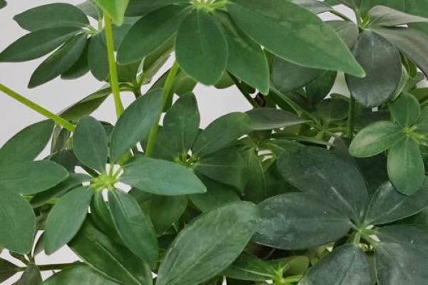 办公室风水绿植有哪些选择适合
