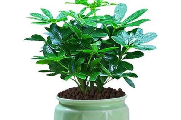 盆景风水_家里摆放什么盆景更好