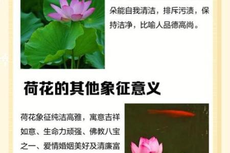 风水中的荷花象征什么寓意呢？
