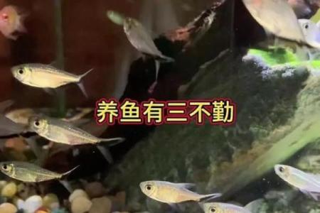 养鱼的喜忌：家庭养鱼风水讲究