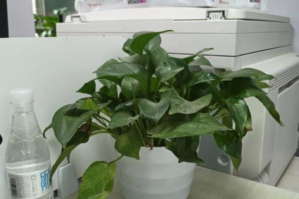 办公室摆放植物有什么风水讲究