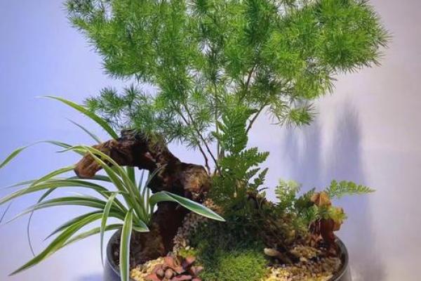 办公室摆放植物有什么风水讲究