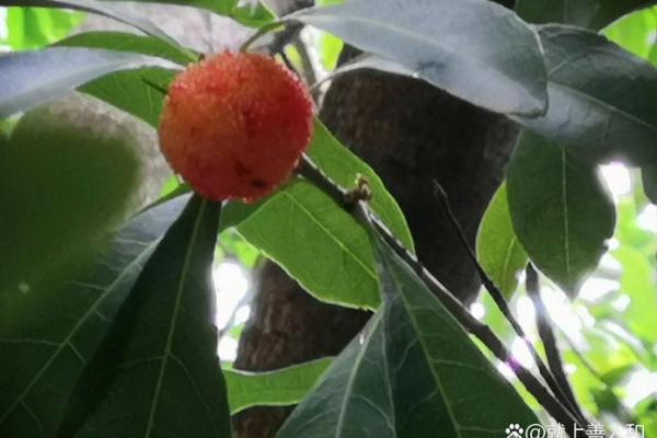 什么样的笔划之人天生丽质-姓名学-姓名分析姓名