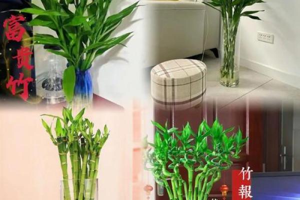 如何养殖富贵竹风水