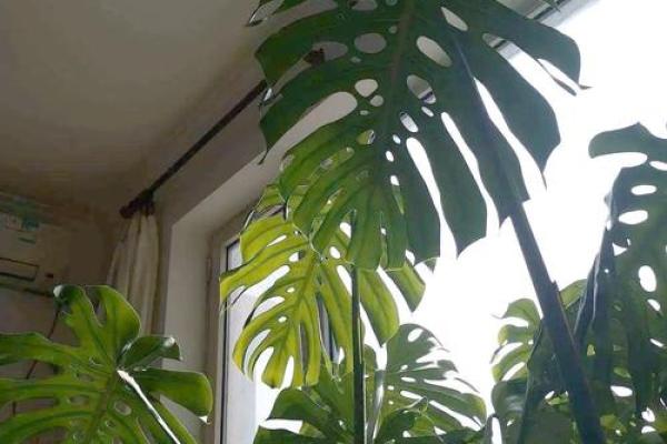 房子外种什么植物更好风水