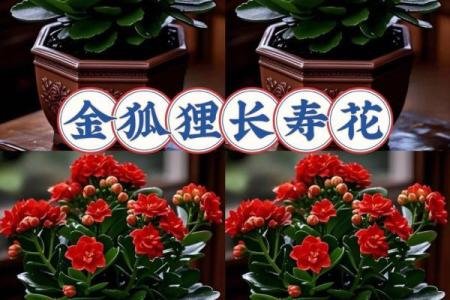 室内房间里养花须知的风水禁忌