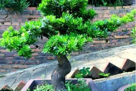 房子外种什么植物更好风水