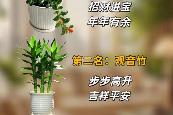 风水解读7种象征吉祥好运的花有哪些