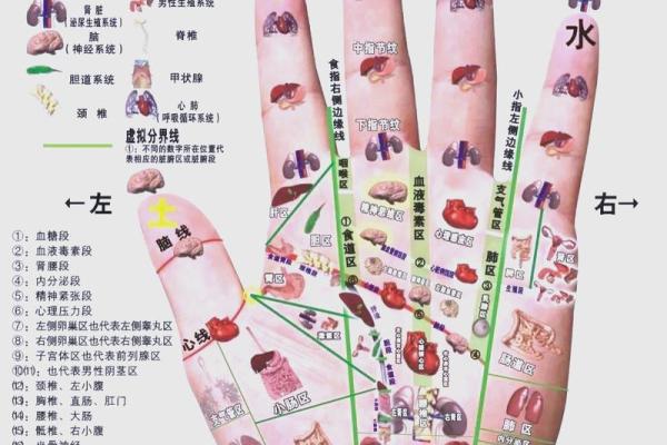 看手相算命图解：指纹