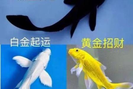 鱼缸里随便养几条鱼就算是风水鱼吗？