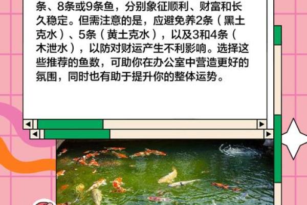 办公室风水鱼：创造积极办公环境的必备