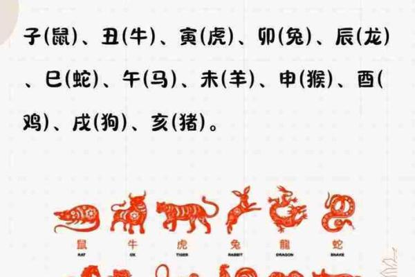 风水12生肖寿命最长的是什么动物是它吗