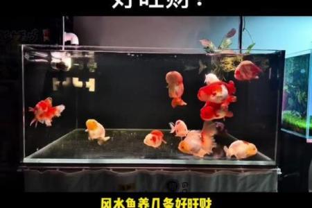 办公室坐西向东,风水鱼该养什么颜色？