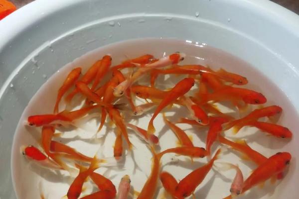 招财风水鱼的种类有哪些