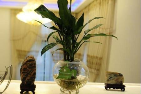 玄关摆放植物有什么风水讲究