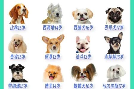 养狗生辰八字