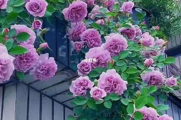 院子的风水_风水庭院种什么花好