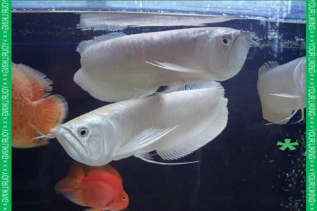 养银龙鱼风水 养银龙鱼风水讲究