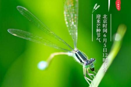 芒种前出生好还是芒种后 2024年芒种出生人的八字