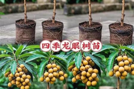 家里种龙眼树影响风水 家里种龙眼树影响风水嘛