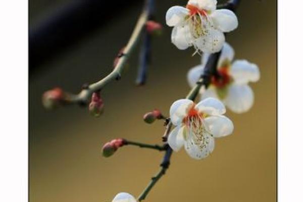 吕祖灵签第三十三签：古人梅花开二度
