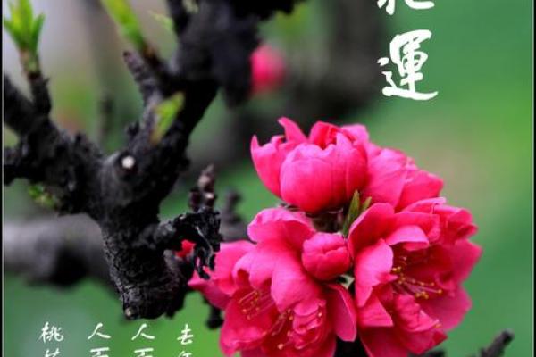【桃花测试】单身族来看！这个月你的桃花运势如何？