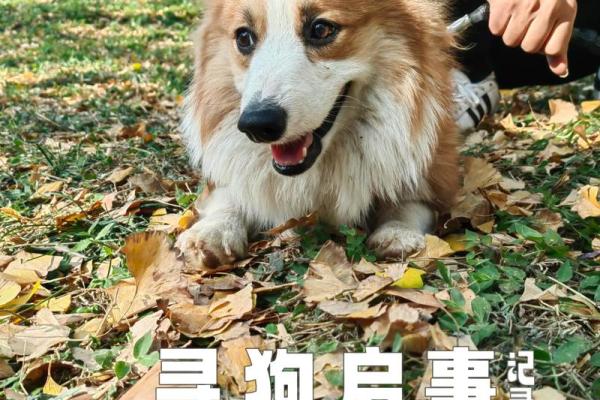给狗狗起名字-狗名大全-母狗狗的名字-公狗狗的名字-名字大全-华易算命网姓名