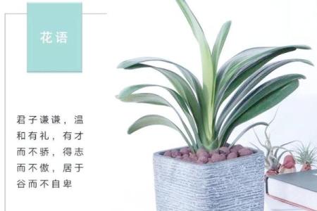 办公室风水：十二生肖最配的绿色植物有哪些？