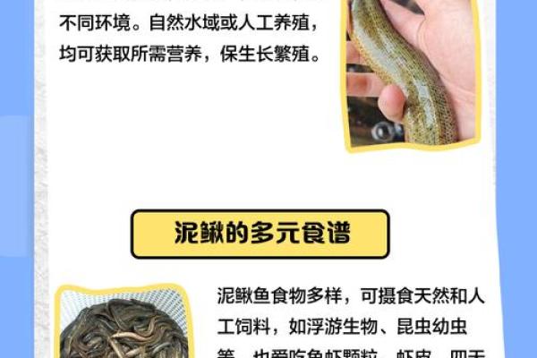 养泥鳅风水攻略