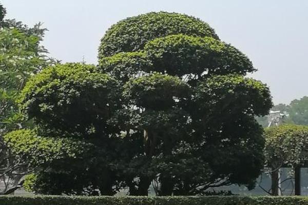 房子倒映在水中有什么风水