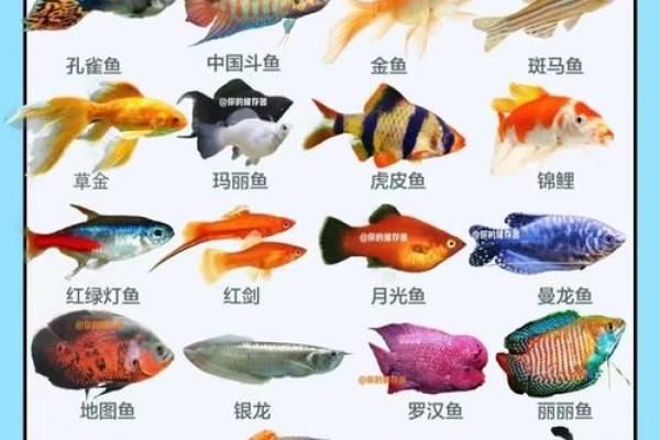 风水颜色_养鱼禁忌的颜色
