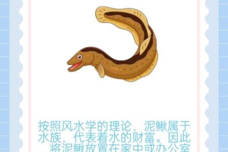 养泥鳅风水攻略
