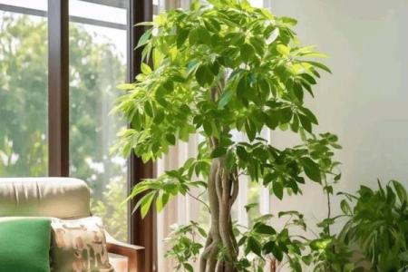 植物风水也有重要作用 推荐几种旺宅的植物