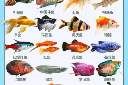 风水颜色_养鱼禁忌的颜色