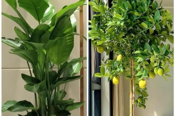 客厅植物摆放风水也有讲究 这些你都了解吗