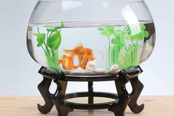三的风水_鱼盆养几条鱼好