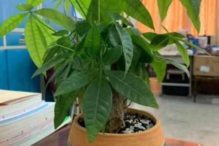 客厅植物摆放风水也有讲究 这些你都了解吗