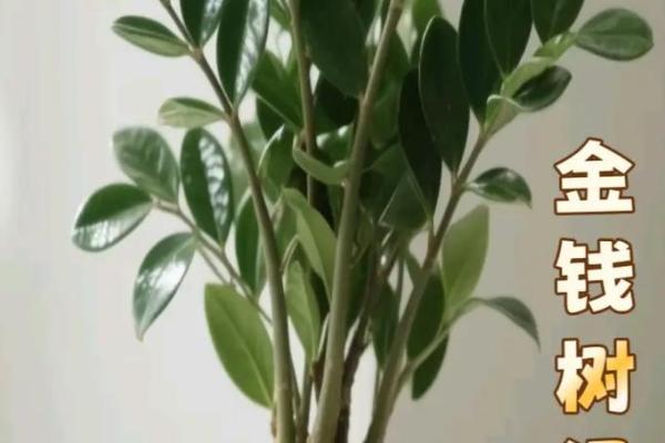 金钱树：客厅风水中最招财的植物之一