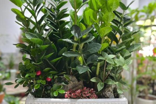金钱树：客厅风水中最招财的植物之一