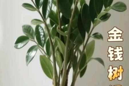 金钱树：客厅风水中最招财的植物之一