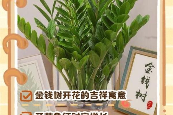 金钱木 风水