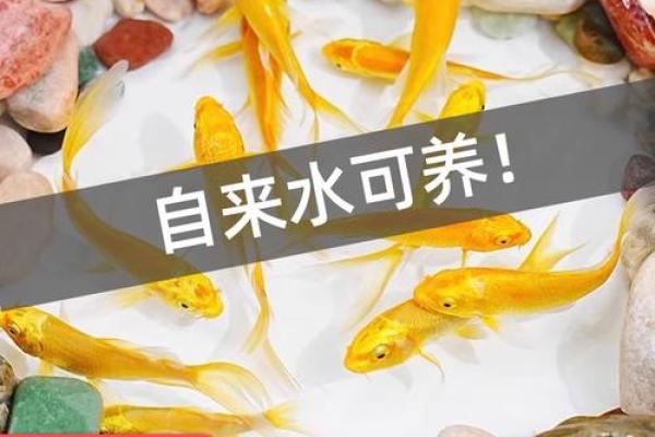 风水金命的人可以养鱼吗可以增加财富吗