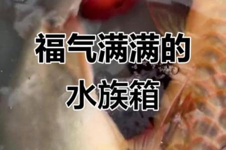 风水金命的人可以养鱼吗可以增加财富吗